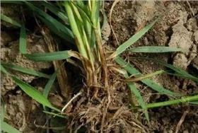 小麦根腐病赤霉病危害防治措施-领先化工小麦