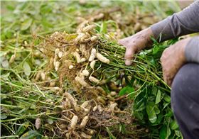 花生死颗烂苗防治种衣剂-领先化工花生病虫