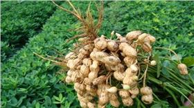 花生为什么拌种花生病虫害-领先化工花生