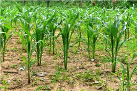 春玉米种植管理技术玉米锈病蚜虫防治-领先化工玉米