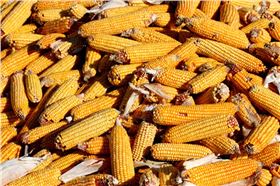 玉米种衣玉米杀虫剂适用-领先化工玉米锈病