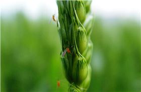 小麦蚜虫防治办法吸浆虫危害-领先化工蚜虫