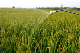 小麦控旺调节小麦品种-领先化工控旺剂批发