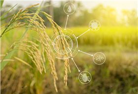 小麦控旺调节小麦品种-领先化工控旺剂批发