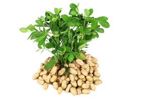 花生拌种种衣剂生产批发病虫害-领先化工花生