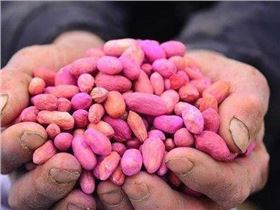 花生拌种种衣剂生产批发病虫害-领先化工花生种衣剂