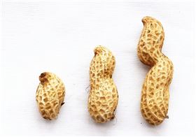 提高花生发芽率花生有机肥花生高产方案-领先化工花生