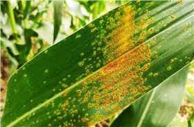 玉米锈病玉米病虫害防治玉米增产-领先化工玉米