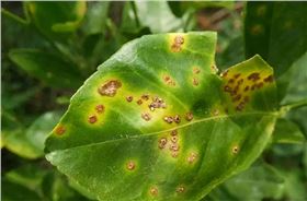 吡唑醚菌酯氟环唑杀菌剂厂家批发-领先化工杀菌剂