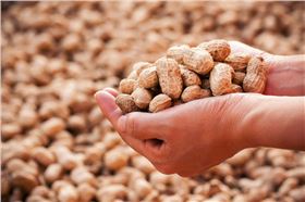 花生增产方案花生高产技术花生有机肥-领先化工花生