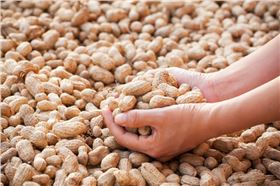 花生高产增产方案花生控旺花生病虫害-领先化工花生