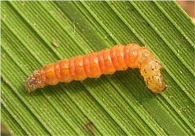 稻纵卷叶螟 稻纵卷叶螟