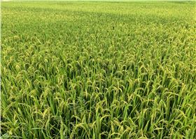 水稻抽穗结实期 水稻抽穗结实期