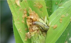 草地贪夜蛾 (2).jpg