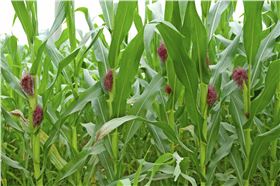 玉米灌浆期 玉米灌浆期