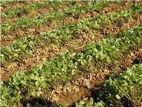 花生高产 花生高产