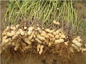 花生高产 花生高产