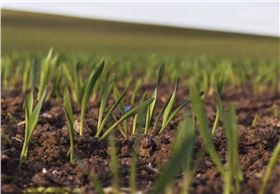 小麦出苗 小麦出苗