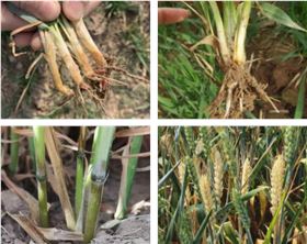 小麦茎基腐病 小麦茎基腐病