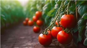 番茄 番茄
