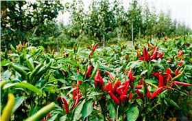 朝天椒.jpg 朝天椒.jpg