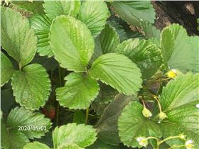 草莓.jpg 草莓.jpg