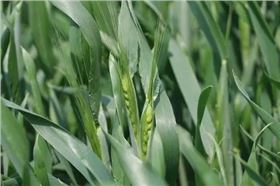 小麦.jpg 小麦.jpg