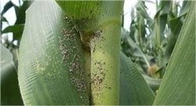 玉米蚜虫 玉米蚜虫