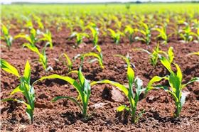 玉米种植 玉米种植