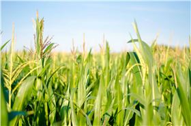 玉米种植 玉米种植