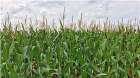 玉米种植 玉米种植