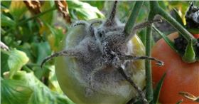 番茄病害 番茄病害