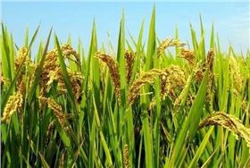 水稻病虫害 水稻病虫害