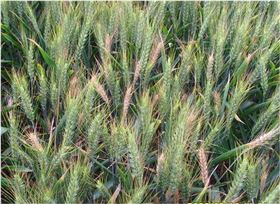 小麦白穗 小麦白穗