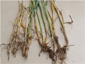 小麦白穗 小麦白穗