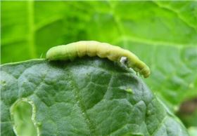 甜菜夜蛾 甜菜夜蛾