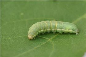 甜菜夜蛾 甜菜夜蛾