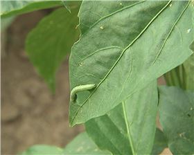 甜菜夜蛾 甜菜夜蛾