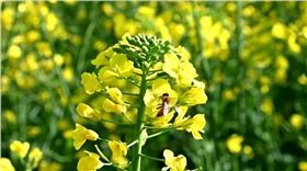 油菜 油菜