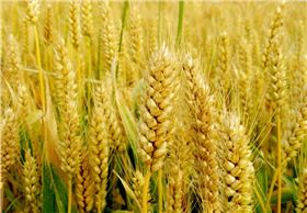 小麦