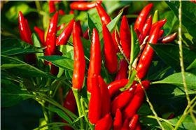 朝天椒 朝天椒