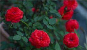 月季白粉病 月季白粉病