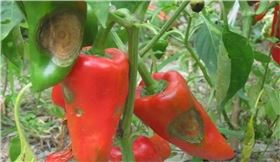 辣椒炭疽病 辣椒炭疽病