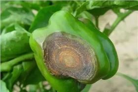 辣椒炭疽病 辣椒炭疽病