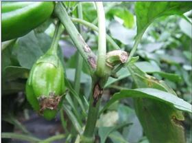 辣椒炭疽病 辣椒炭疽病