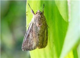 草地贪夜蛾 草地贪夜蛾