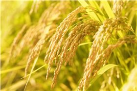 水稻.jpeg 水稻.jpeg