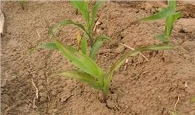 玉米2 (2).jpg 玉米2 (2).jpg