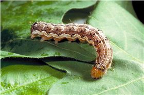 棉铃虫.png 棉铃虫.png