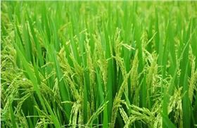 水稻 水稻